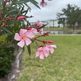 an Oleander
