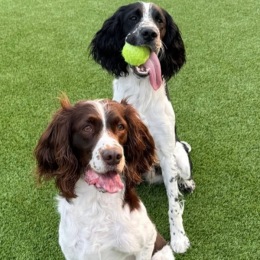 2 dogs with a tennis ball